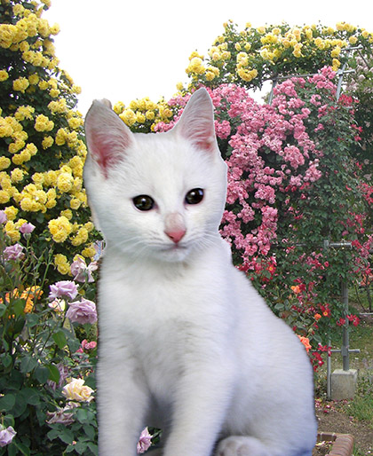 ネコ背景薔薇の花