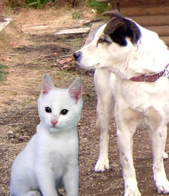 ネコ犬と一緒に