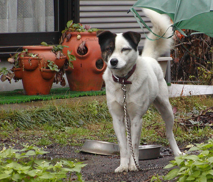 犬元のスナップ写真