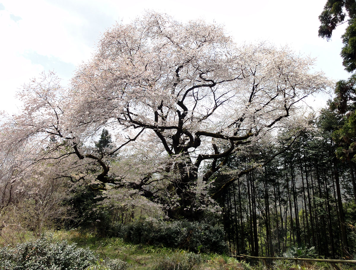 細野の彼岸桜