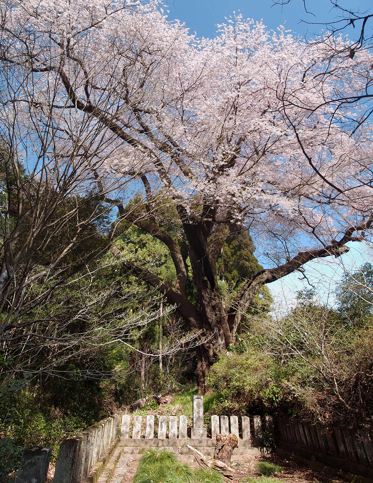 細野の彼岸桜全体像