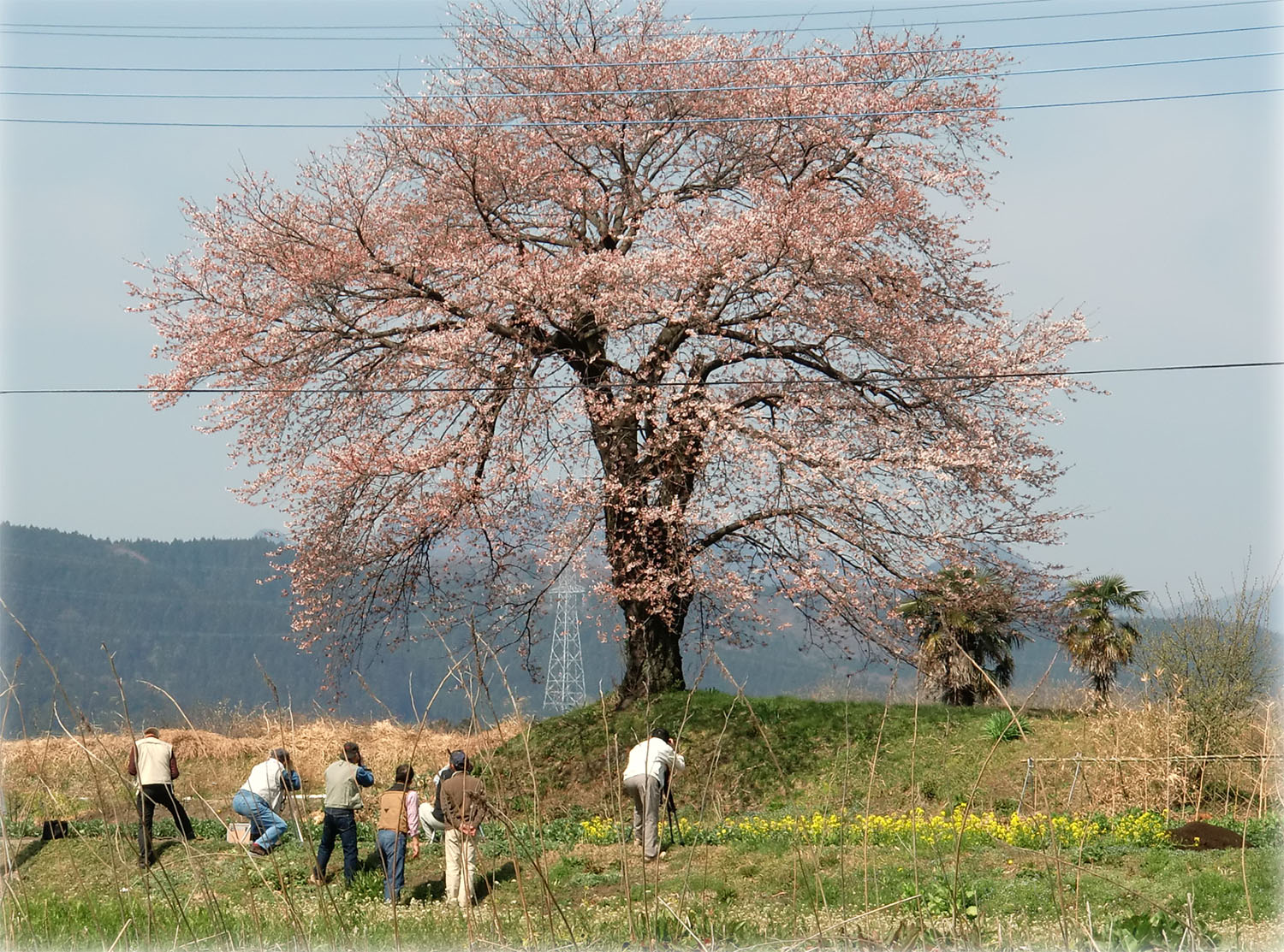一本桜3