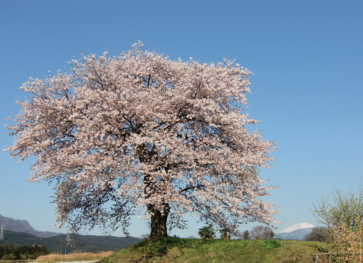 上増田の一本桜01