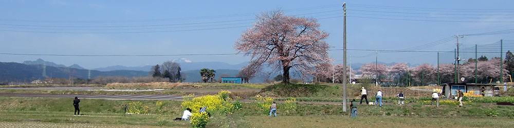 上増田の一本桜
