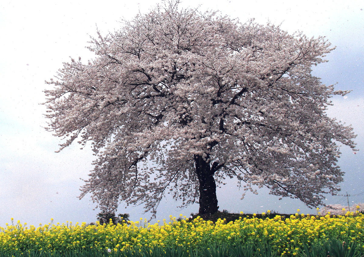 一本桜2