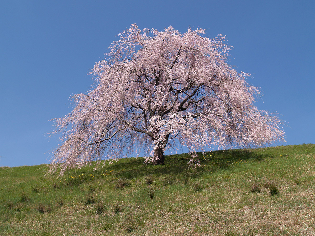 松井田バイパスの枝垂れ桜