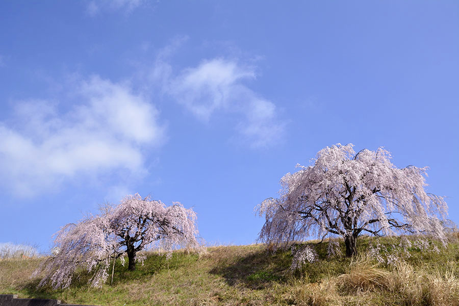 松井田バイパスの枝垂れ桜